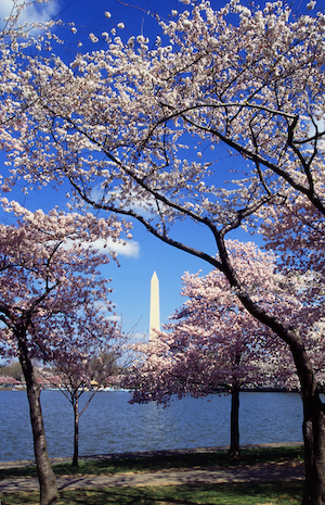 Cherry Blossoms photo