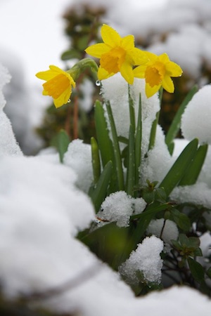 Daffodils in Snow image